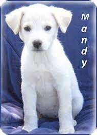 Take advantage of our puppysearch or leisurely browse our directory of hundreds of dog breeds, mini husky dog breeders, mini husky dogs for adoption, and mini husky. Marlborough Ma Husky Mix Meet Mandy A Puppy For Adoption Husky Mix Puppy Adoption Puppies