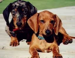 Find dachshund in dogs & puppies for rehoming | 🐶 find dogs and puppies locally for sale or adoption in canada : Dachshunds Wallpaper Dachshunds Dachshund Dog Dachshund Breeders Dachshund Love