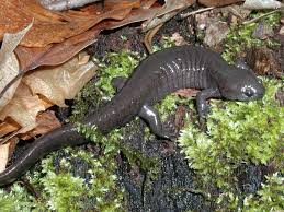 Salamanders Help Scientists Monitor Restore Indiana