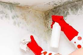 How To Get Rid Of Black Mold 9 Ways To