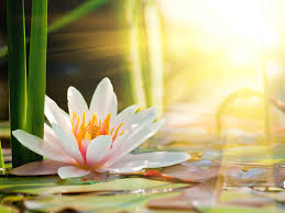 water lily wallpaper 69 pictures