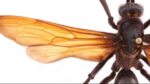 The Sting Of The Tarantula Hawk Instantaneous Excruciating Pain