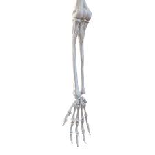 The upper arm bone that extends from the shoulder to the elbow is called the humerus. Human Arm Bones 3d Model 49 Ma Max Fbx C4d Obj 3ds Free3d