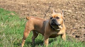 French bulldogs originated from an area in england in the 1800s and their popularity hasn't stopped since. Why Are French Bulldogs So Expensive Huskerland Bulldogs