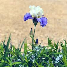 Beautiful Purple And White Iris With