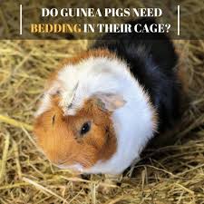 pin on guinea pig accessories