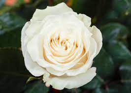 what do white roses symbolize 5 steps