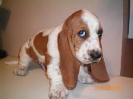 Akc registered puppies pet price: Basset Hound Puppies In Iowa