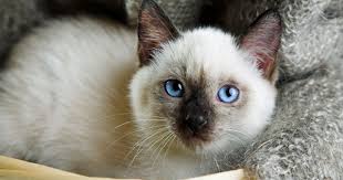 Our complete list of cat breeds will help you decide on a pedigree cat. Breeds Articles Asian Cat Breeds You Wont Want To Miss Petpremium