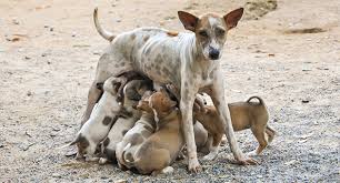 The Global Stray Dog Population Crisis | National Animal Interest …