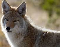 Can a coyote eat a human?