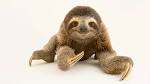 Image result for sloth