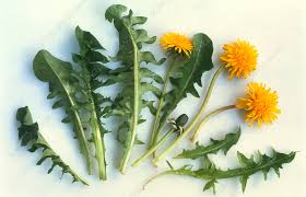 dandelion flowers and leaves stock
