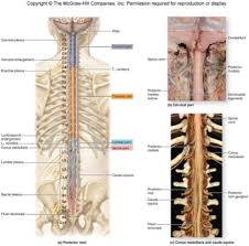 Anatomy Chapter 16 Spinal Cord And Spinal Nerves Flashcards