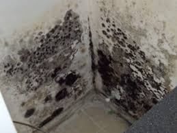 Basement mold is a widespread issue. How To Remove Mold Black Mold In Basement