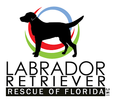 Gglrr places ~250 labrador retrievers each year in the greater sf bay area! Adoptable Dogs Labrador Retriever Rescue Of Florida