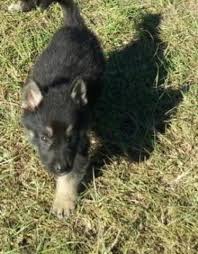 Beautiful coats, disposition, and conformation. Akc German Shepherd Puppies For Sale In Vidalia Georgia Classified Americanlisted Com