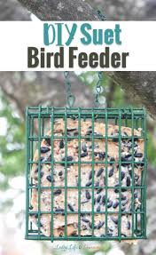 how to make a suet bird feeder