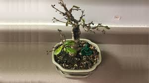 how to revive an overwatered bonsai tree