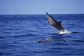 why do spinner dolphins spin