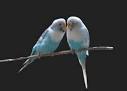 pictures of 2 parrots kissing video on yahoo
