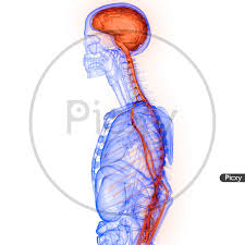 image of human internal organ brain