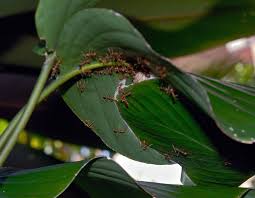 incredible floating fire ants help to
