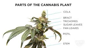 In your question, you ask about plant trees and fruits. The Different Parts Of A Marijuana Cannabis Plant