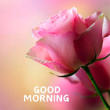 good morning rose images wallpaper