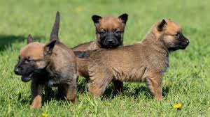 belgian malinois puppies