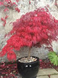Acer palmatum dissectum garnet | Japanese maple garden, Japanese maple  tree, Japanese garden design