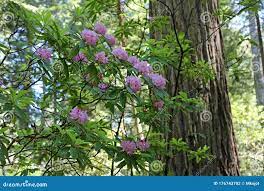 Розовый рододендрон в лесу стоковое фото. изображение насчитывающей  развилки - 176743702