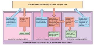 The cns is so named because the brain integrates the received information and coordinates and influences the activity of all parts of the bodies of bilaterally symmetric animals—i.e., all multicellular animals except sponges and jellyfish. A Block Diagram Of The Interactions Between The Central Nervous System Download Scientific Diagram