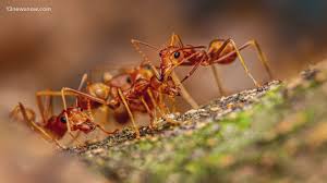 helping invasive fire ants thrive