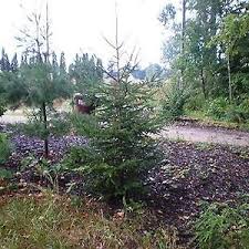 norway spruce trees white spruce