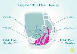 pelvic floor exercises during pregnancy