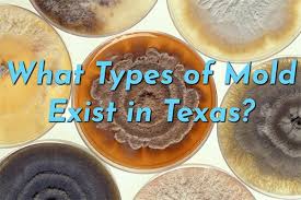 what types of mold exist in texas
