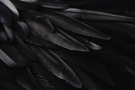 black feather meaning 9 ways to