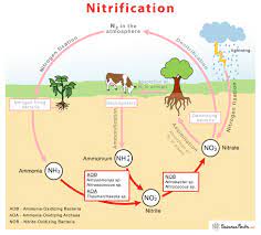 Nitrification – Definition, Equation, Process, & Diagram