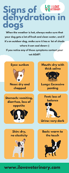 Signs Of Dehydration In Dogs Infographic Dog Health