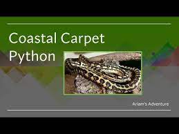 coastal carpet python ariam you