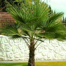 5 Gal Windmill Palm Tree Among The Most Cold Hardy Palm Trees