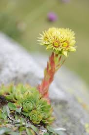 Scheda IPFI, Acta Plantarum Sempervivum_wulfenii