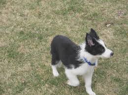 Border Collie Puppy Growth Chart Image Collections Free