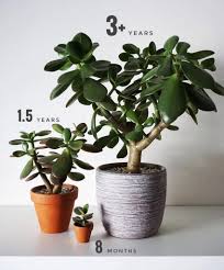 Sep 21, 2017 · this generally means that the plant will enjoy either dappled shade (such as under a tree) or three to six hours of sun exposure per day. Crassula Ovata The Jade Plant Succulent