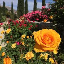 File El Paso Municipal Rose Garden Jpg