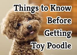 37 crucial things to know about toy poodles