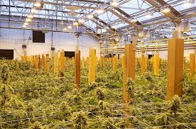 optimizing cans cultivation