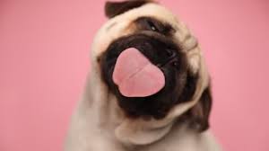 63 dog licking screen videos royalty