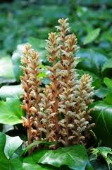 Ivy Broomrape (Orobanche hederae) · iNaturalist